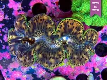 Tridacna maxima - Riesenmuschel